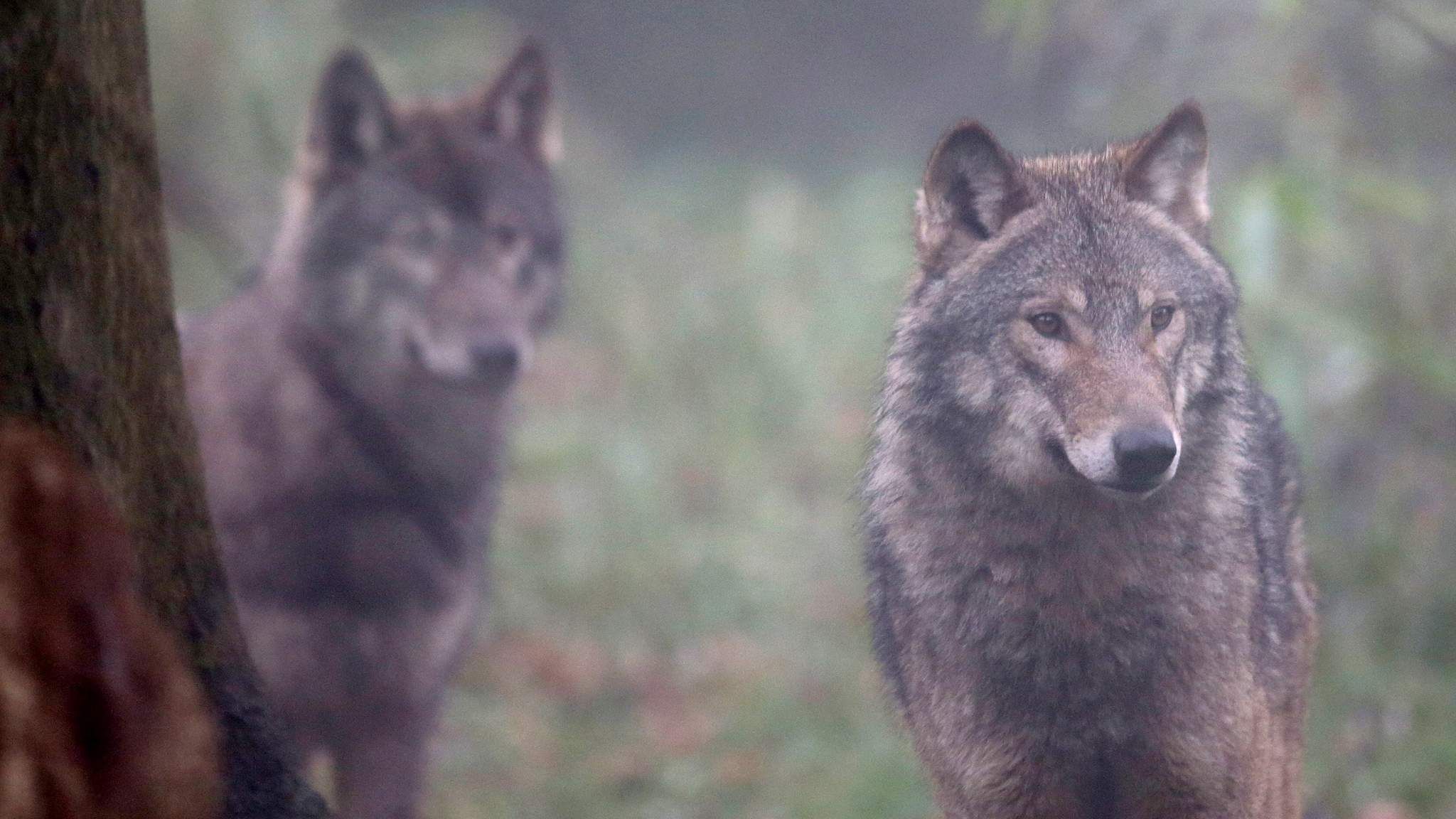 Wolf Pack Slays Entire Elk Herd For 'sport' 