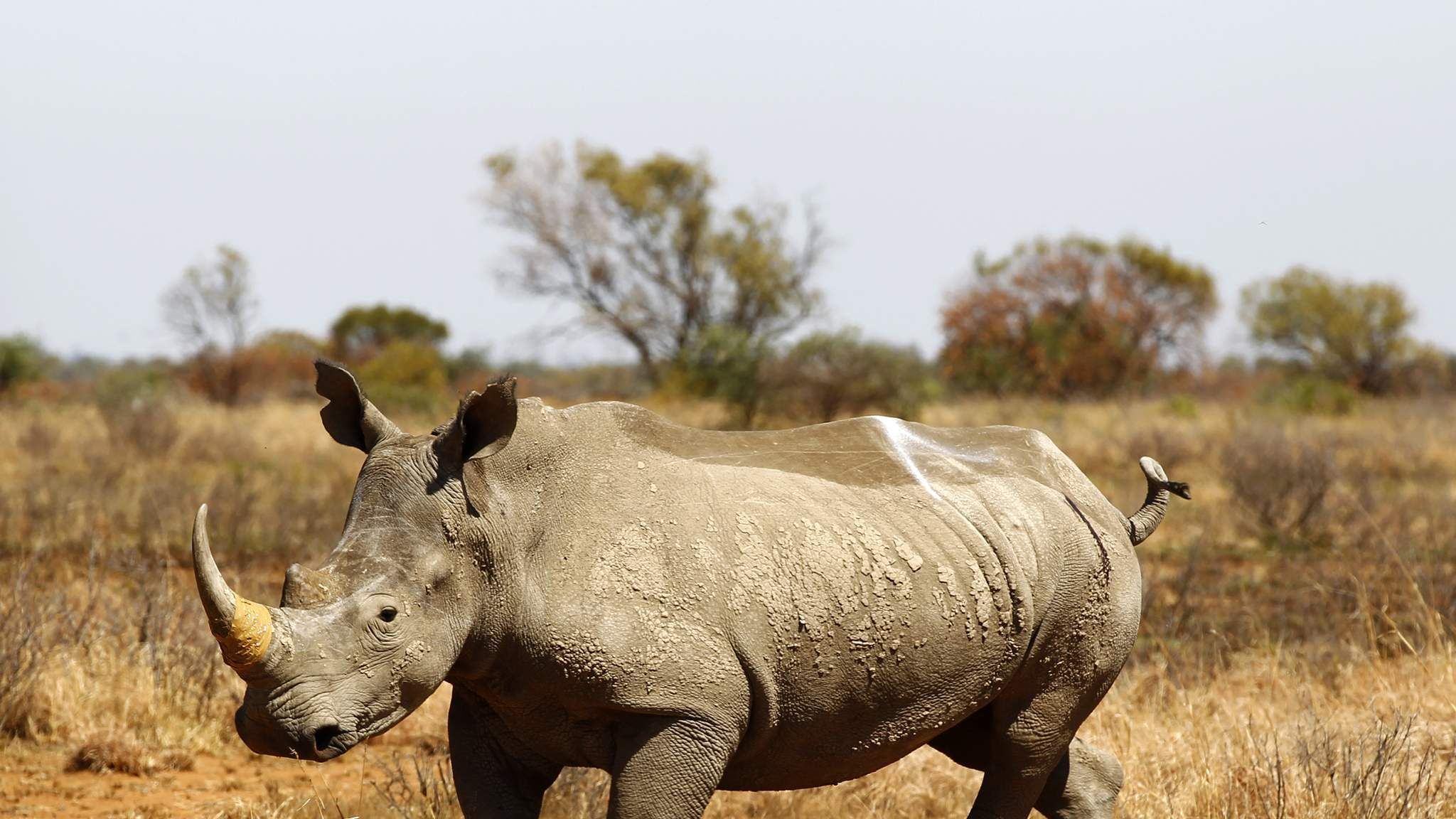 Носороги буйволы слоны обитают. Носорог. Носорог бежит. Носорог в Африке. Гибрид носорога.