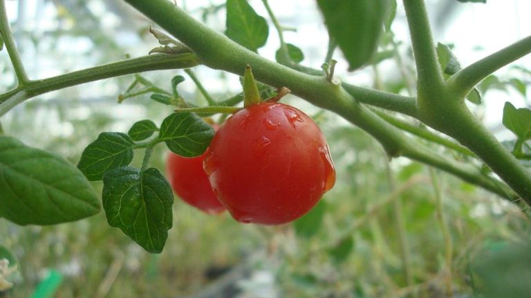 Martian Meal Tomatoes Grown In E Soil Science Martian Meal Tomatoes Grown In E Soil Science