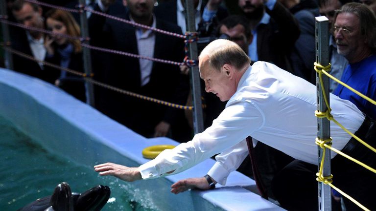 Russia's President Vladimir Putin reaches to touch a dolphin in 2013