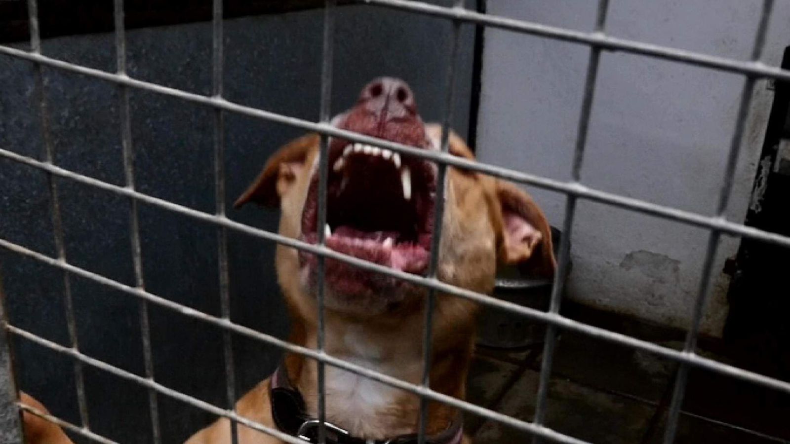 Met To Destroy Hundreds Of Dogs As Attacks Rise UK News Sky News