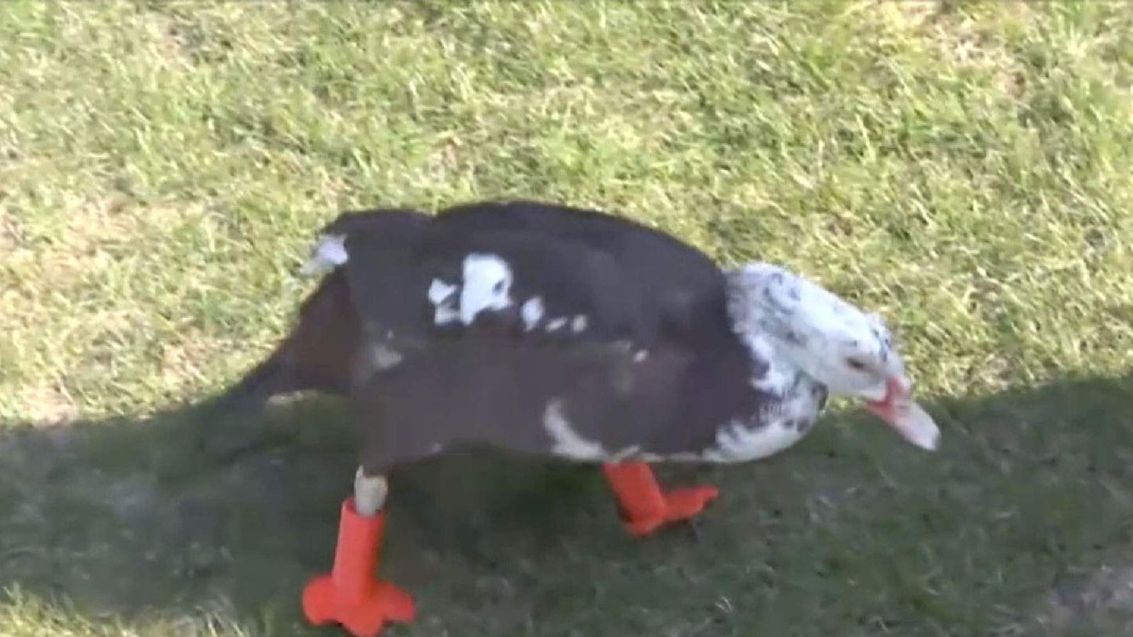 Teacher Creates New Plastic Feet For Duck Who Suffered Frostbite teacher-creates-new-plastic-feet-for-duck-who-suffered-frostbite