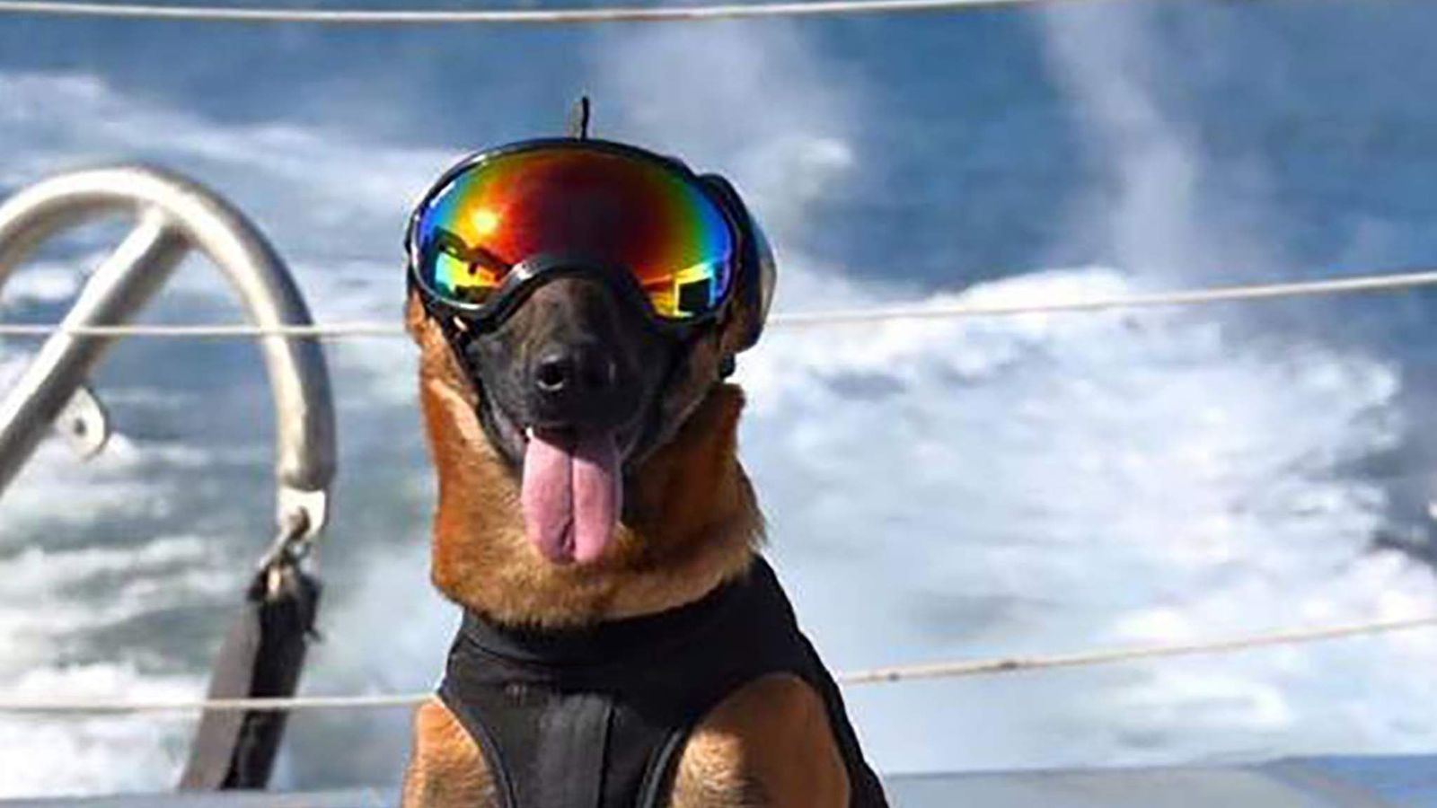 Coast Guard Dogs Ricky And Evy Flying High US News Sky News