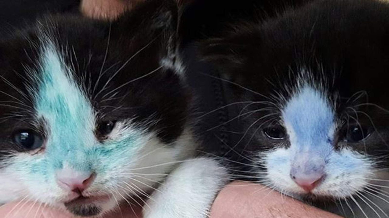 Coloured In Kittens Rescued By Police Uk News Sky News