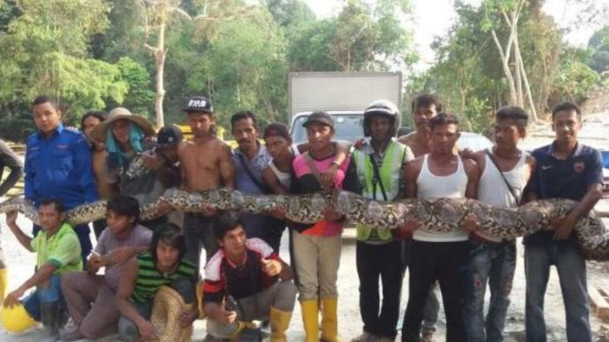 Captured Python Could Be World's Longest Snake | World News | Sky News