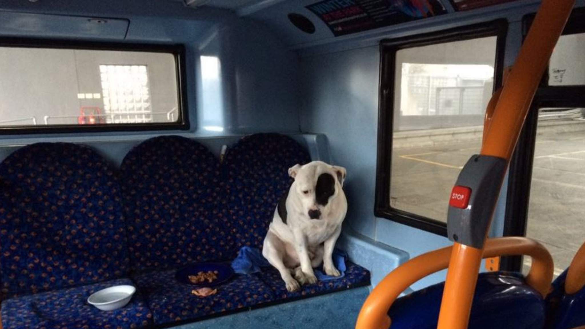 Sleeping Ruff Dog Abandoned On London Bus UK News Sky News