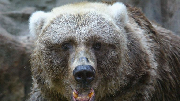 Bear Mauling Victim Is Rescued 36 Hours Later | UK News | Sky News