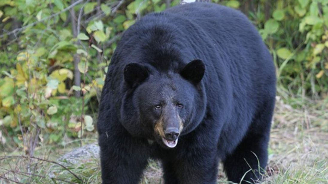 Black Bears Prowling Fire-Damaged Town