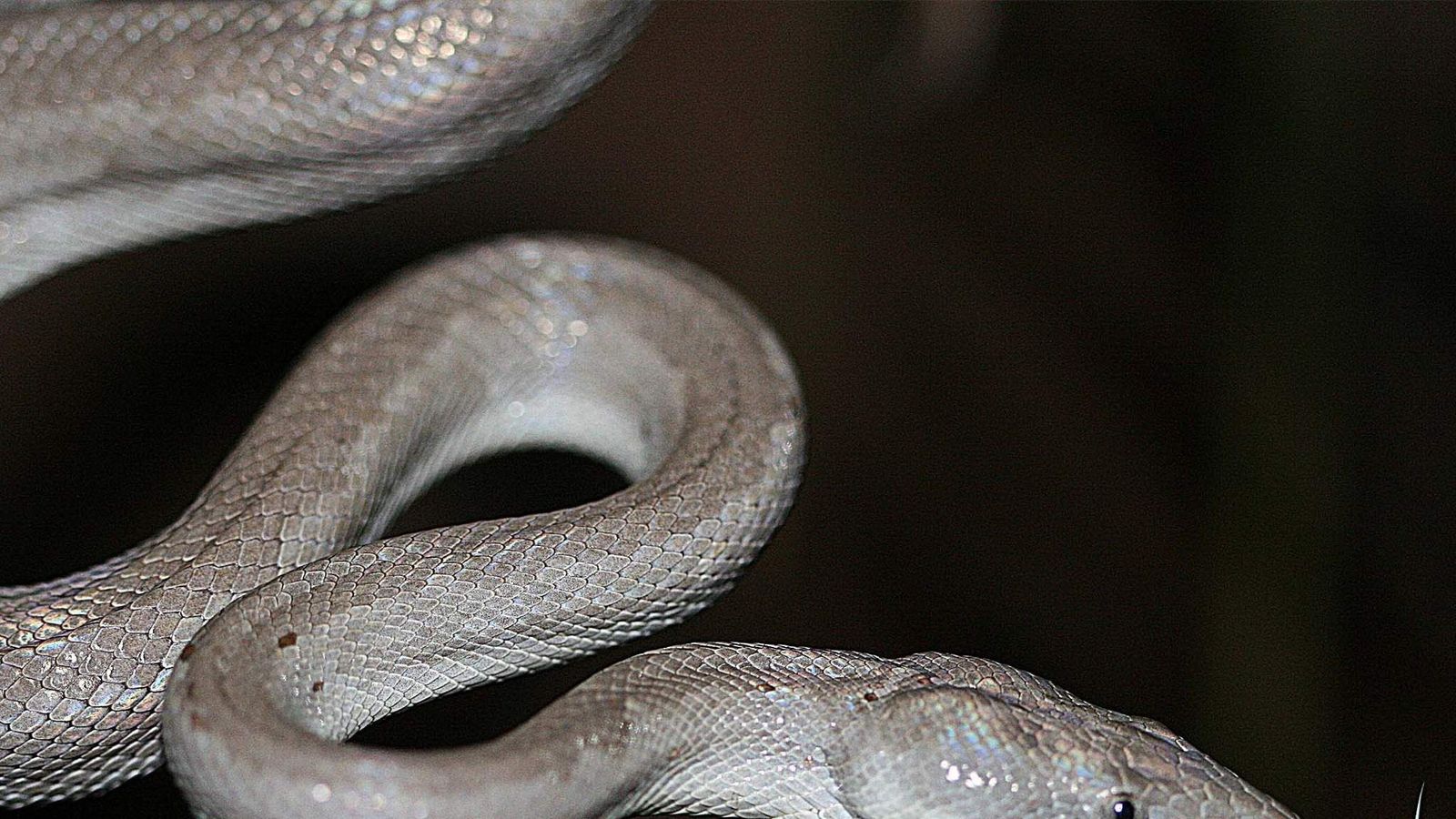 New Silver Boa Constrictor Discovered On Island, US News