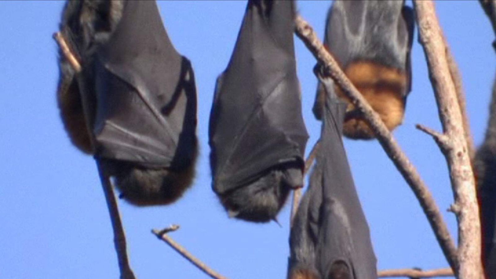 100,000 'Out Of Control' Bats Invade Oz Town