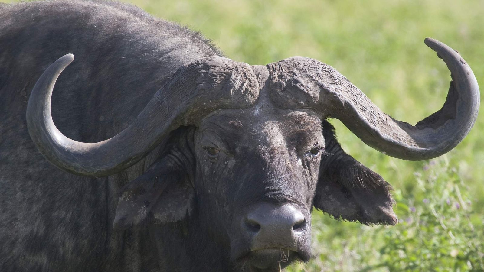 Armed Police Called Over Escaped Water Buffalo UK News Sky News