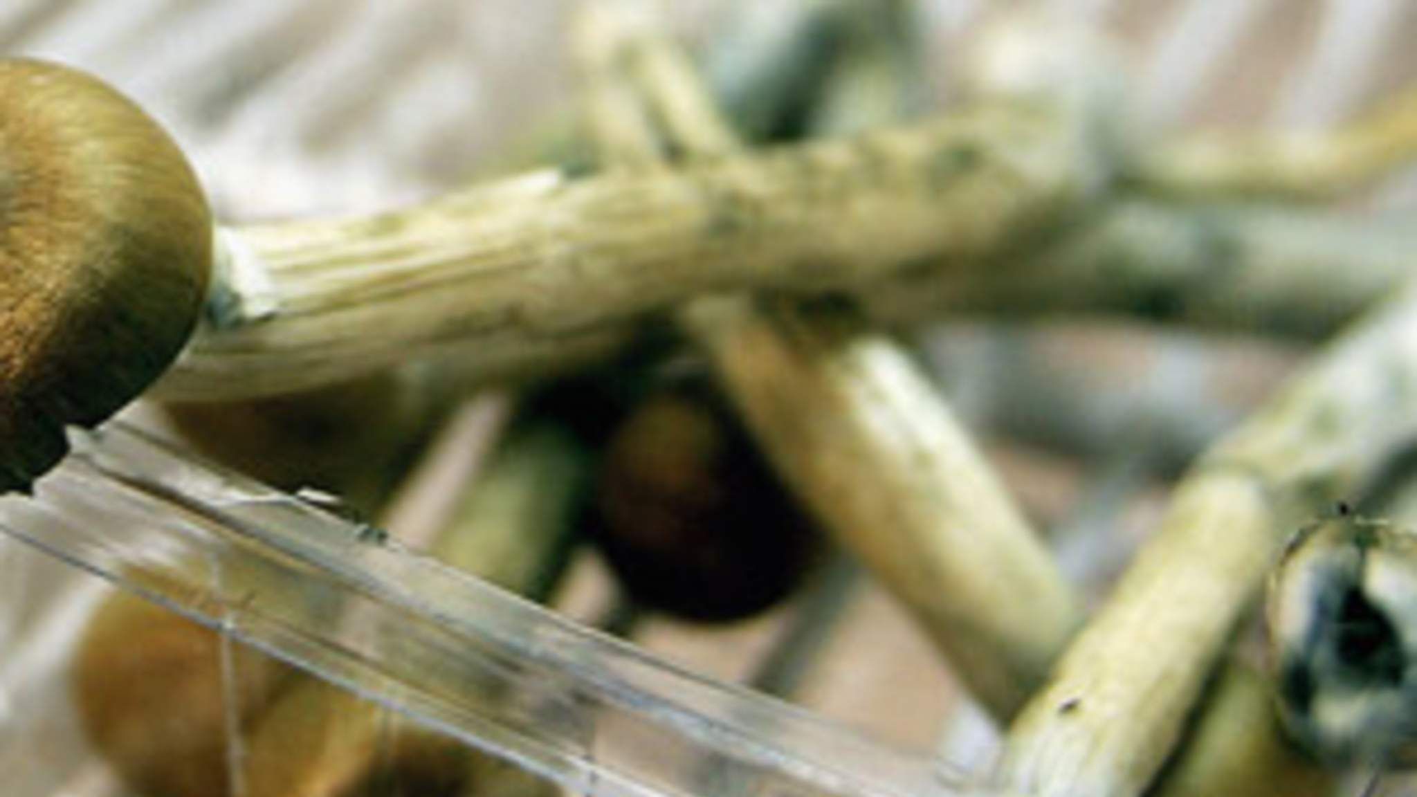 Magic Mushrooms Could Help Fight Depression | UK News | Sky News