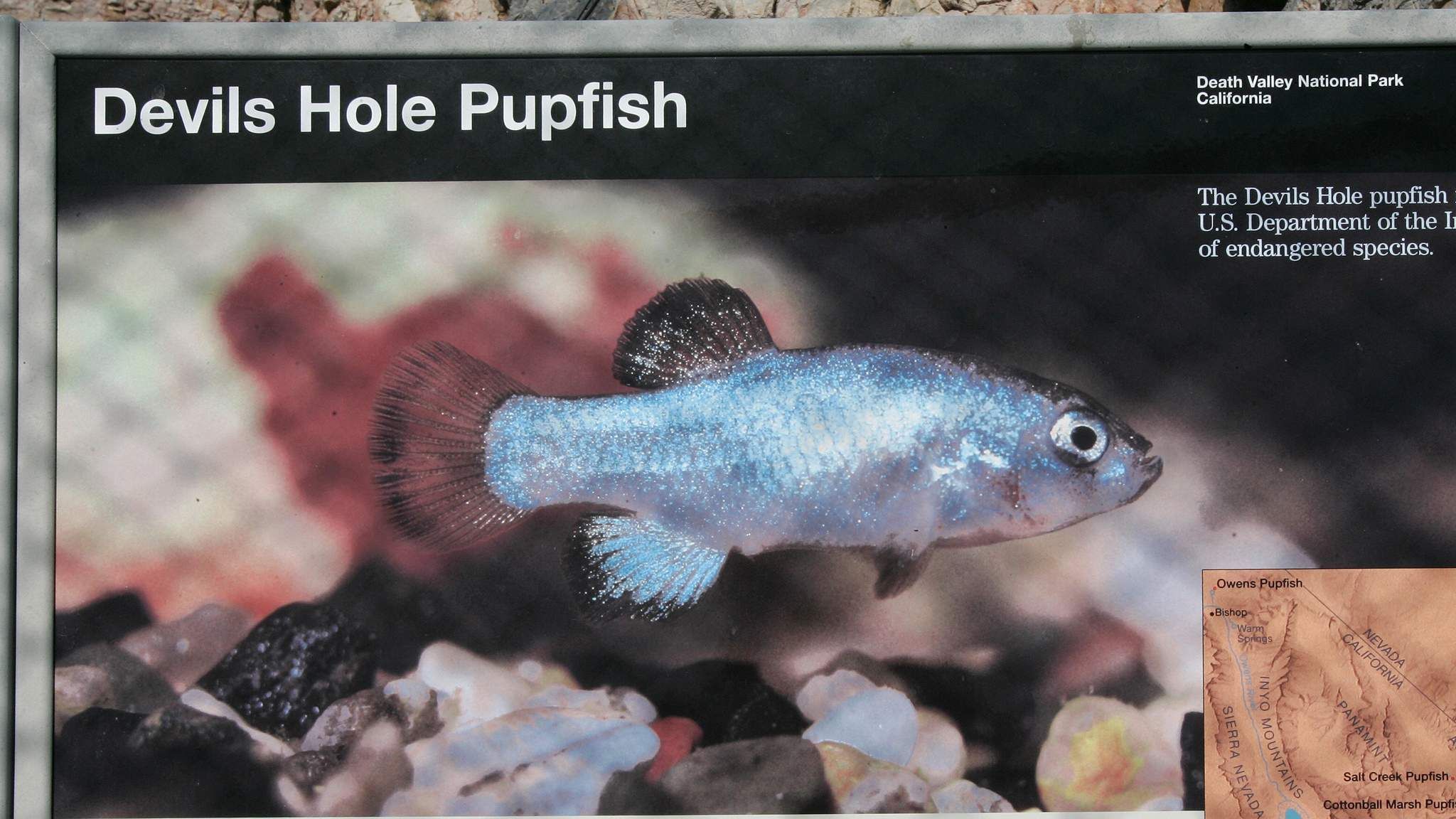 Vandals May Have Killed One Of Rarest Fish | US News | Sky News