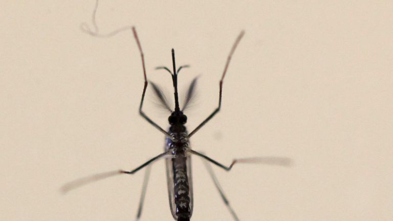An Aedes aegypti mosquitoe is seen at the Laboratory of Entomology and Ecology of the Dengue Branch of the U.S. Centers for Disease Control and Prevention in San Juan
