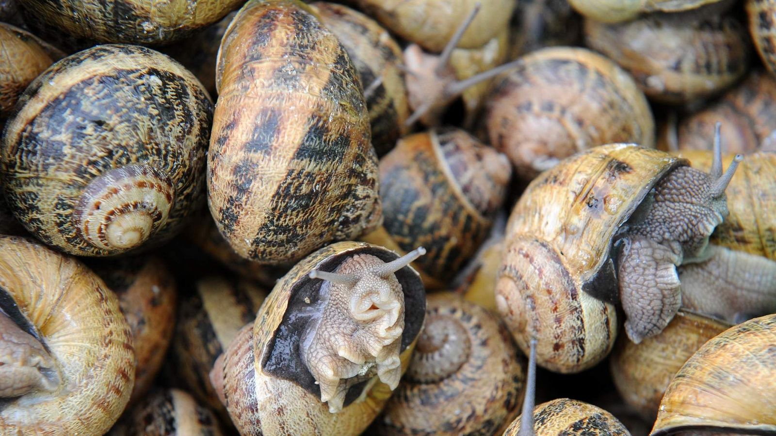 Snails Use Just Two Brain Cells To Make Decisions