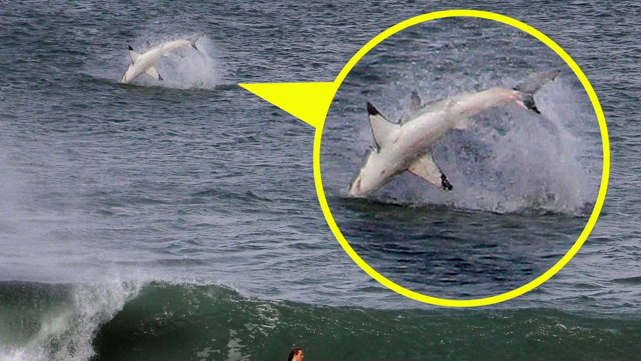 Giant Shark Causes A Splash For Surfer, World News