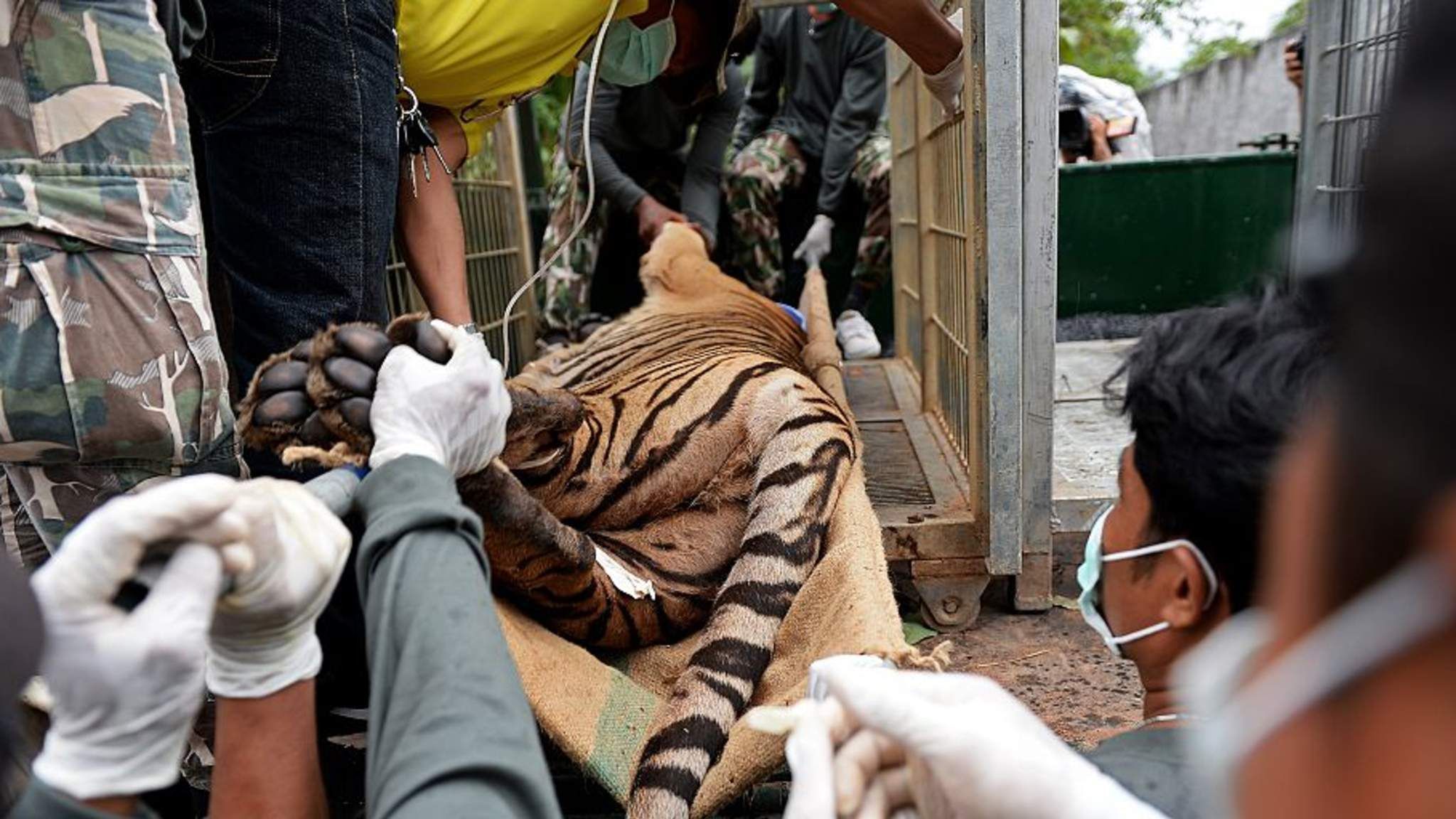 Frozen tiger cubs found at 'Tiger Temple