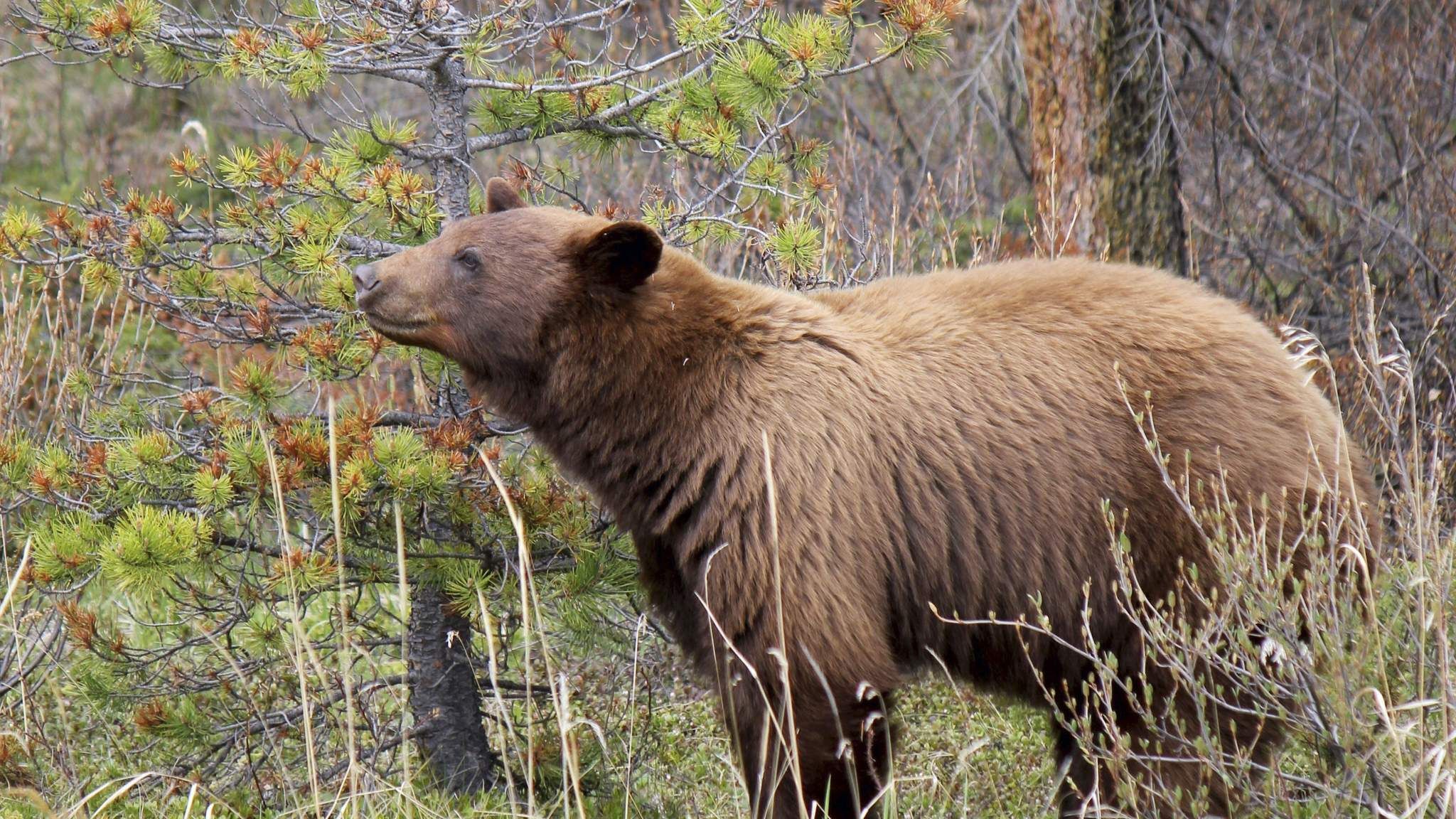 Grizzly Bear Kills Mountain Biker In Montana | US News | Sky News