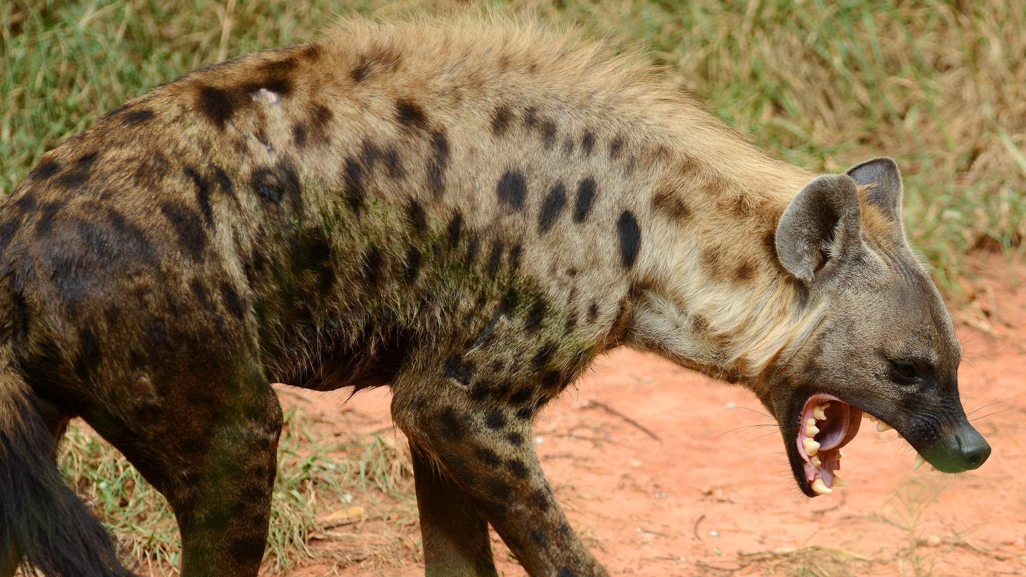 Boy Injured After Hyena Drags Him Out Of Tent | World News | Sky News
