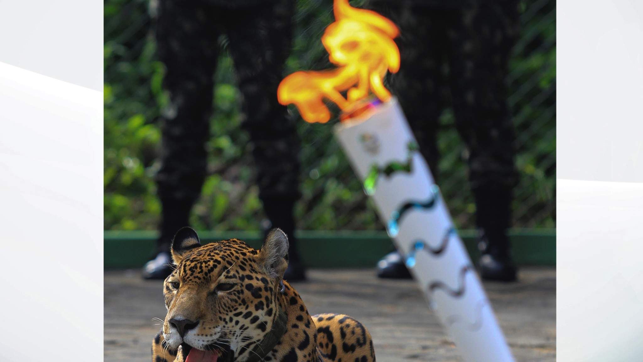 Jaguar Shot Dead After Olympic Torch Ceremony World News Sky News
