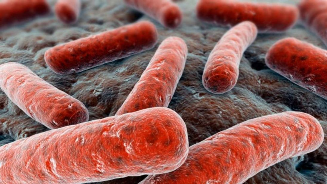 Bacteria