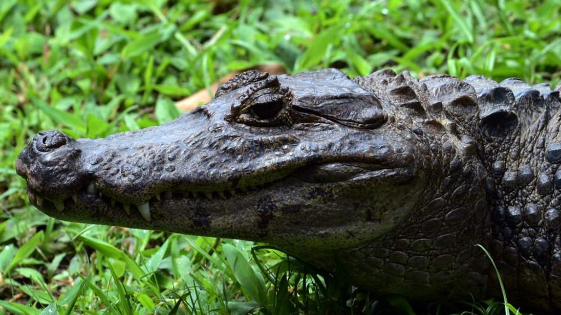 Womans Arm Bitten Off By Alligator In River 9159