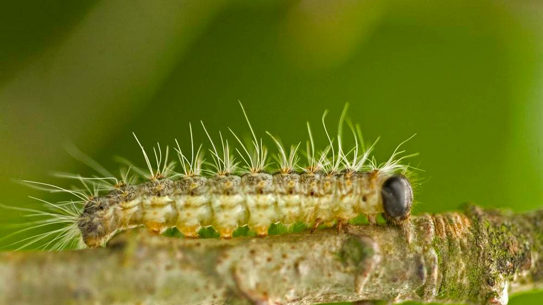 Toxic Caterpillars Pesticide To Destroy Bug   2000455 1 3660451 