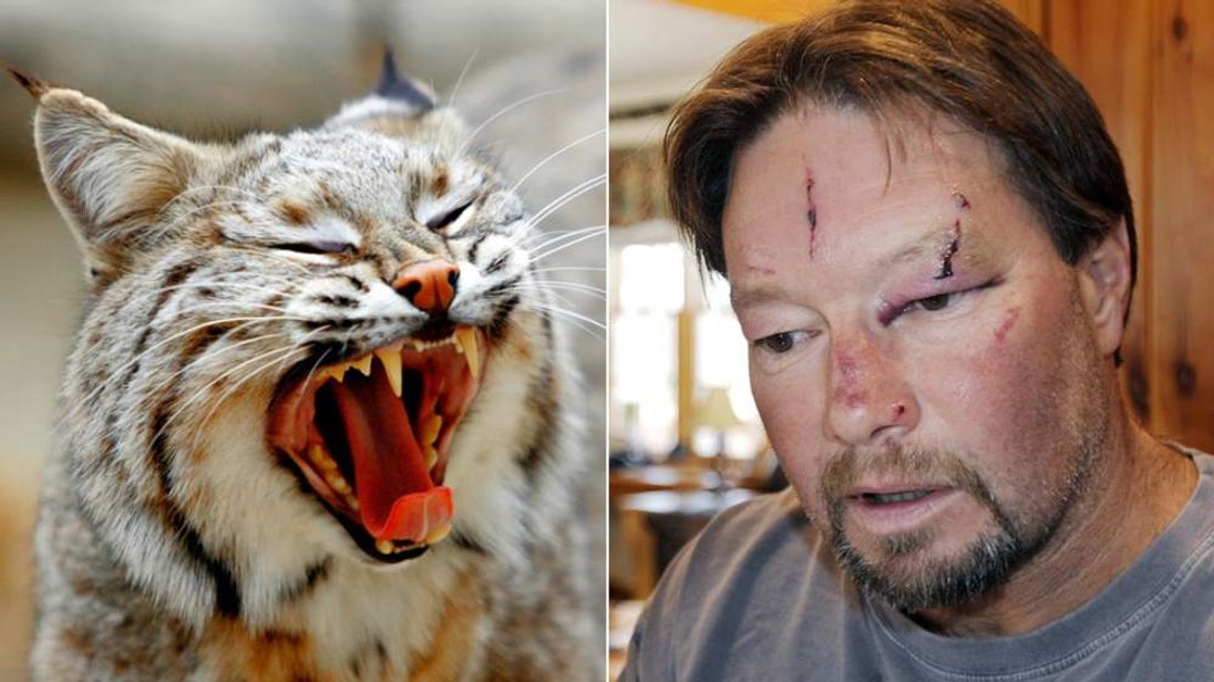 Bobcat In Garage Mauling Had Rabies