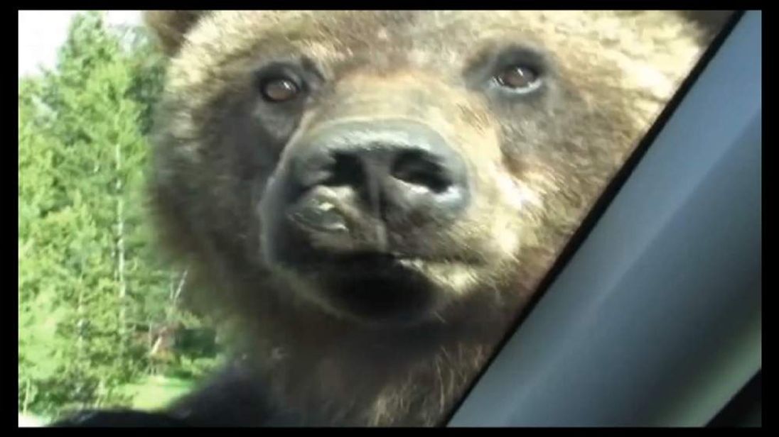 Watch Grizzly Bear Clambers Over Family Car