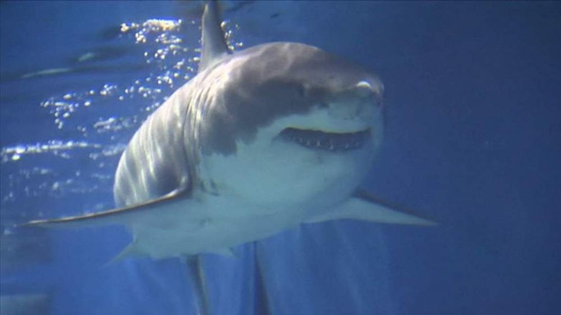 Great White Dies After Three Days In Aquarium