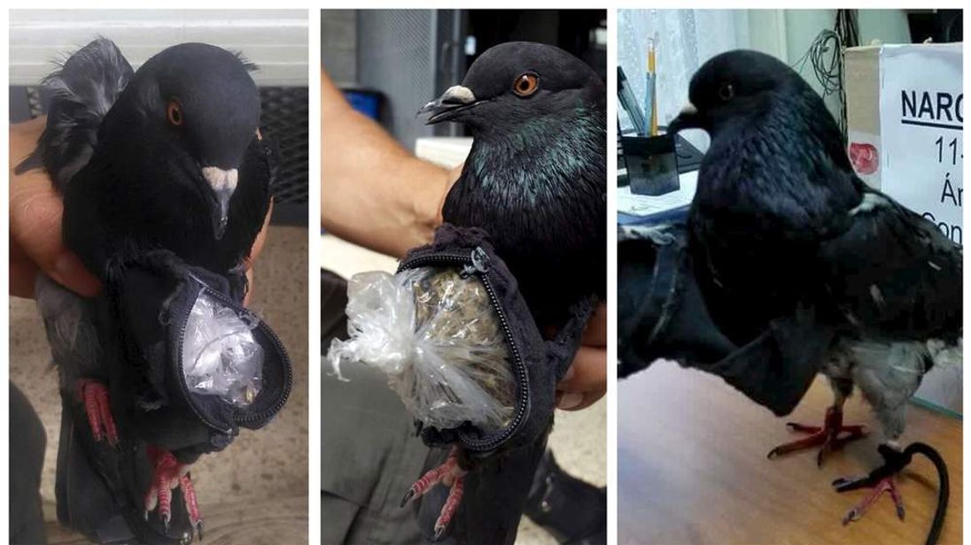 Pigeon Caught Flying Drugs Into Prison