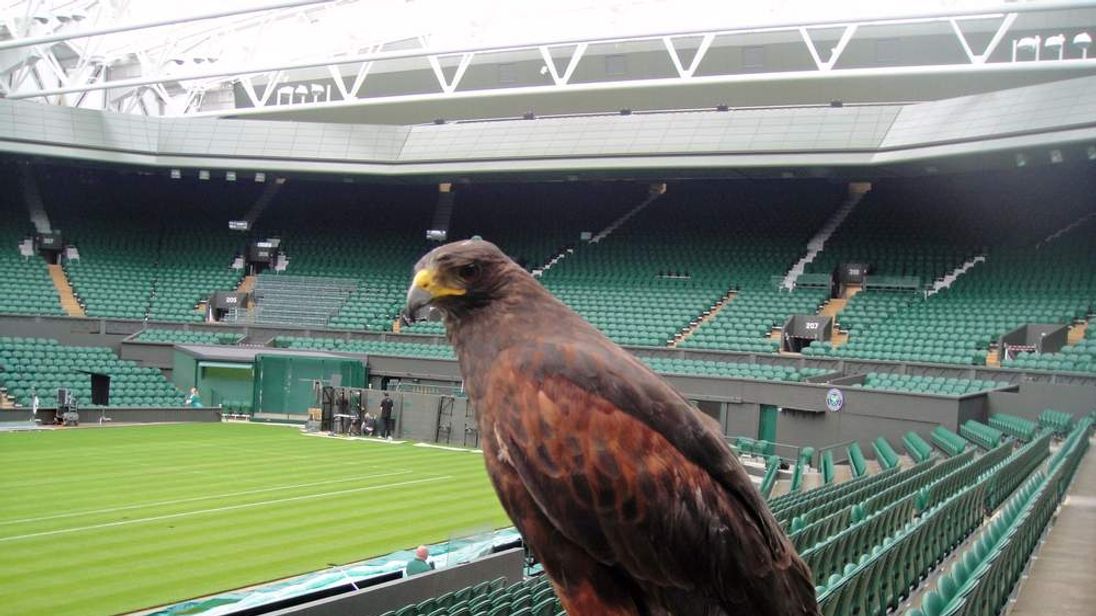 He Is Here To Scare The Pigeons That Come During The Match 