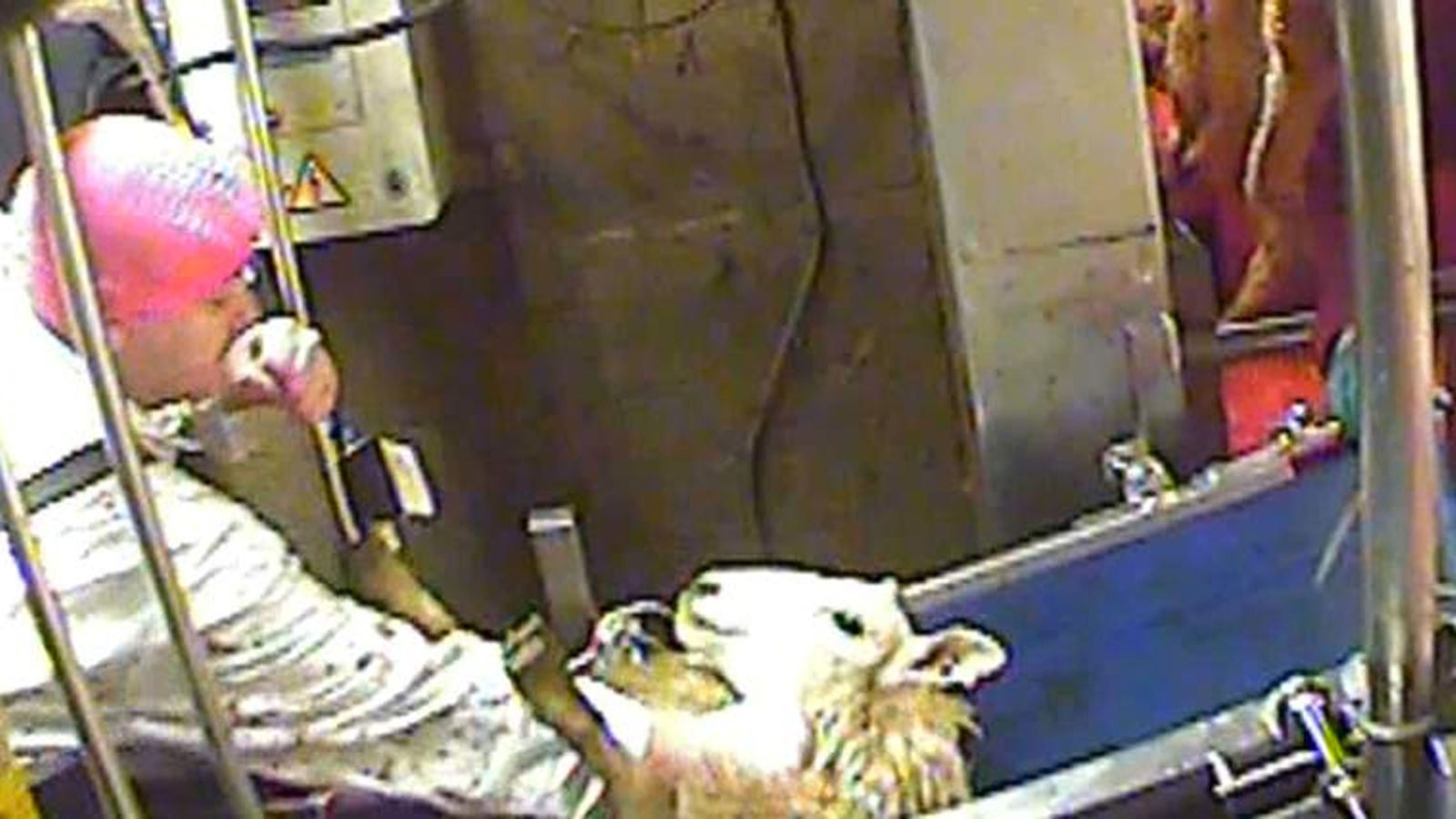 CCTV Footage Exposes Slaughterhouse Cruelty