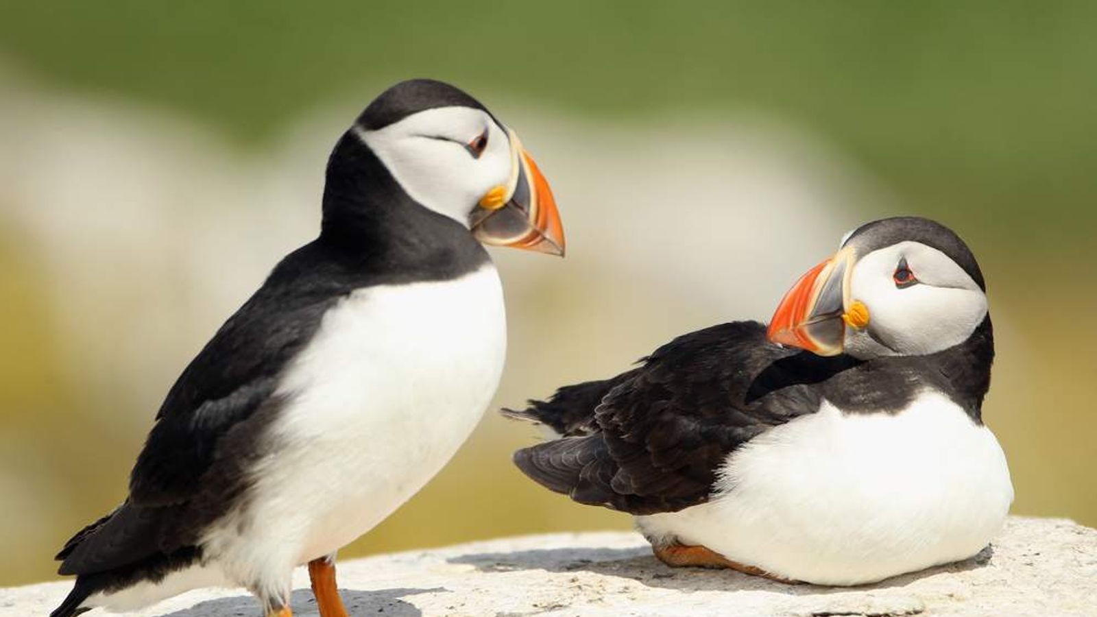 Experts' Concern For Breeding Puffin Numbers | UK News | Sky News