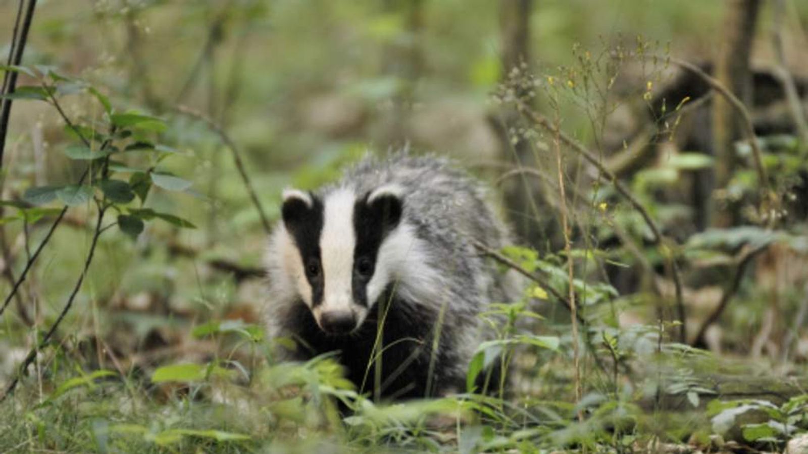 badger-cull-will-go-ahead-vows-cameron-politics-news-sky-news