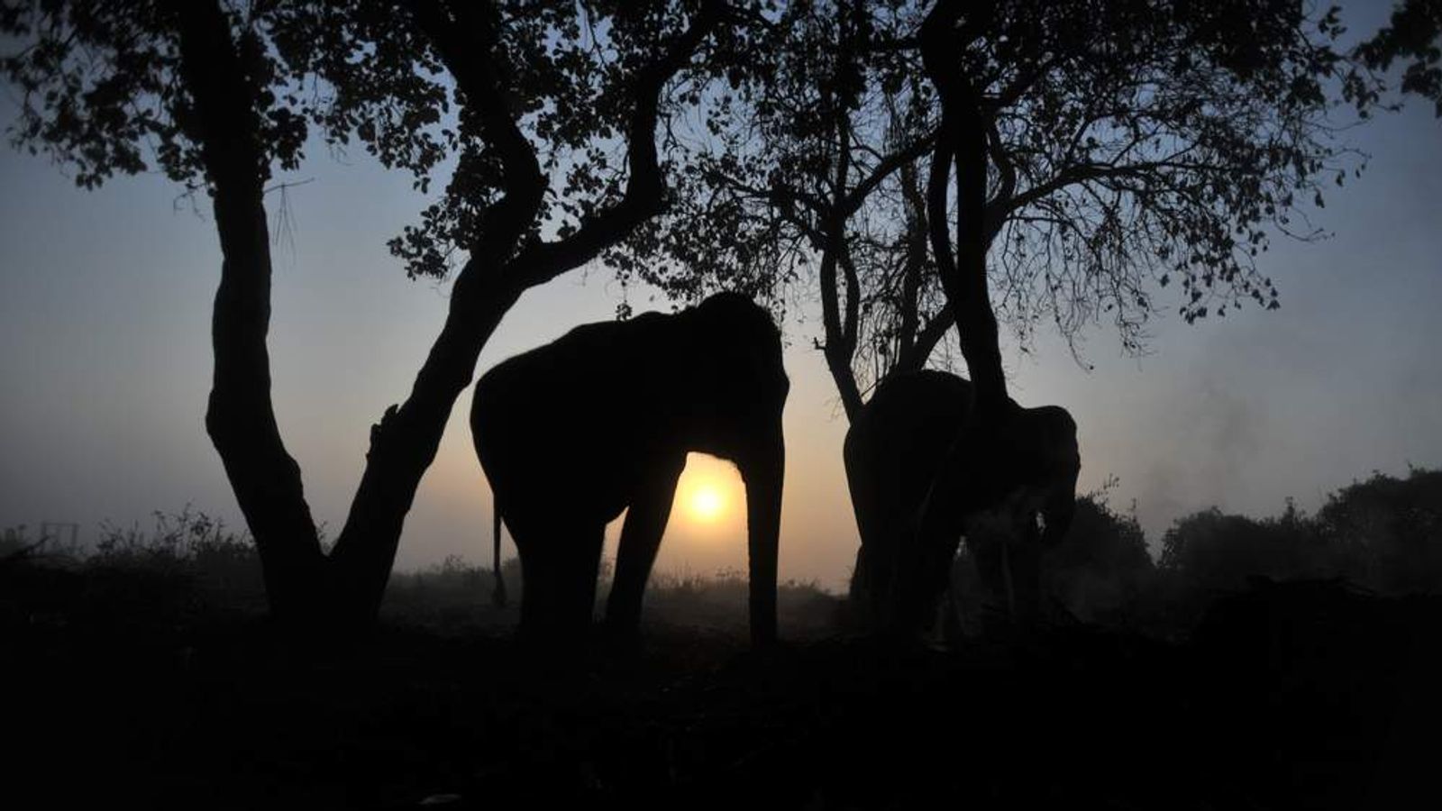 Killer Elephant Hunted As Four Villagers Die | Scoop News | Sky News