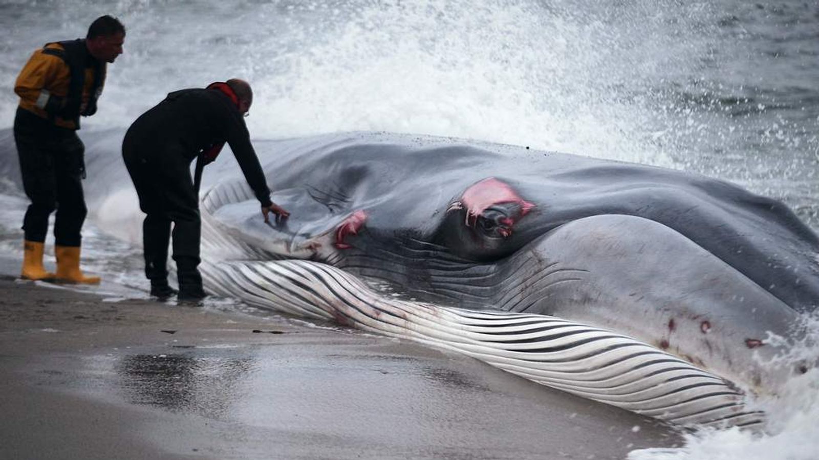 Beached 65ft-long Whale Dies In Cornwall 