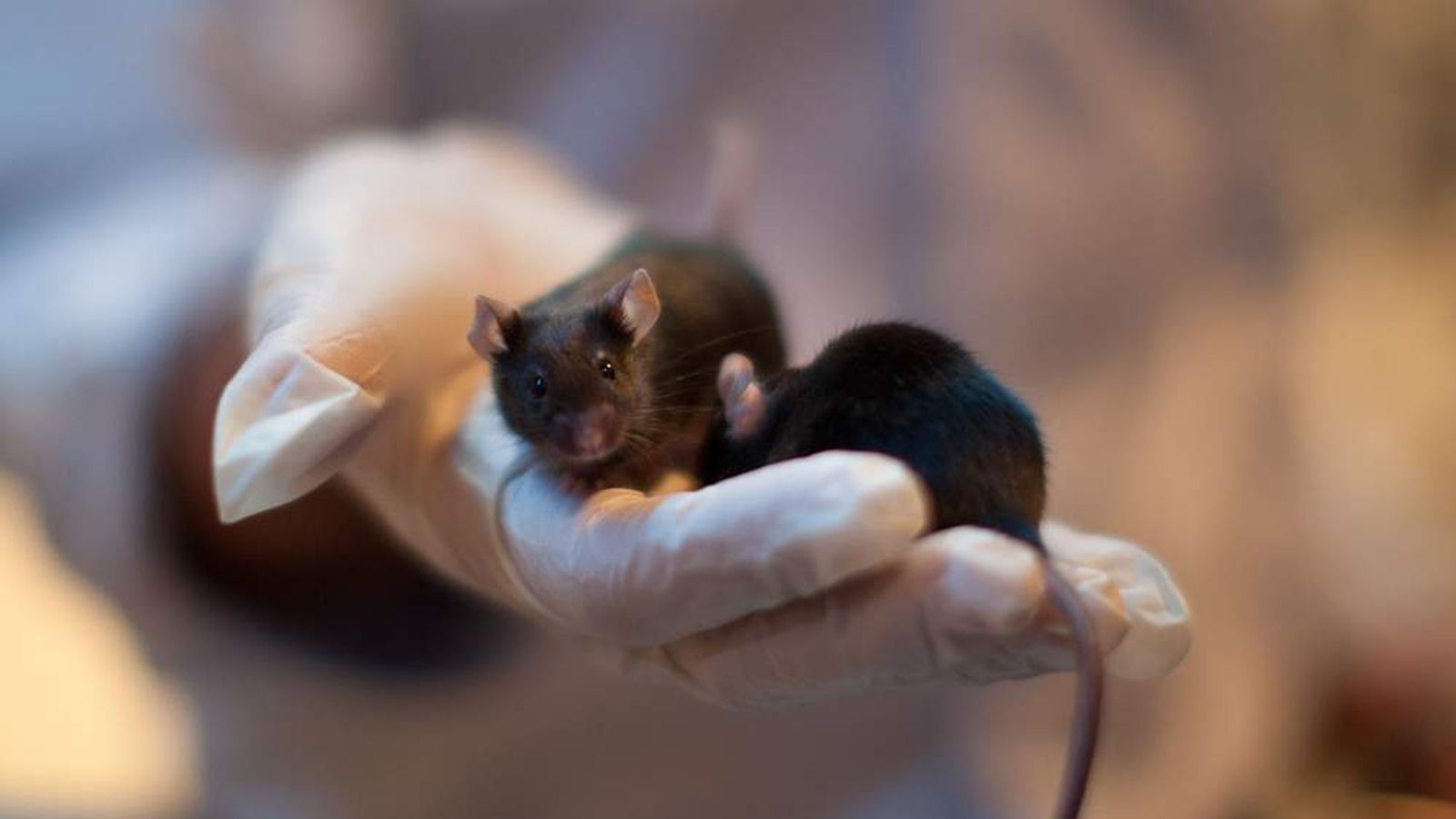 'Sniffer Mice' Used To Detect Bombs And Drugs Science & Tech News