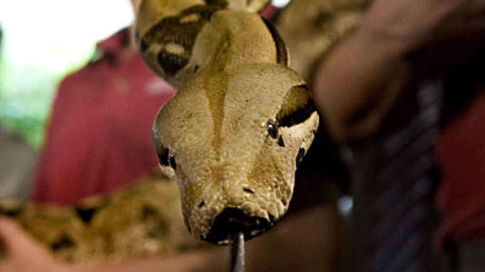 Boa Constrictor Warning Snake On The Loose UK News Sky News