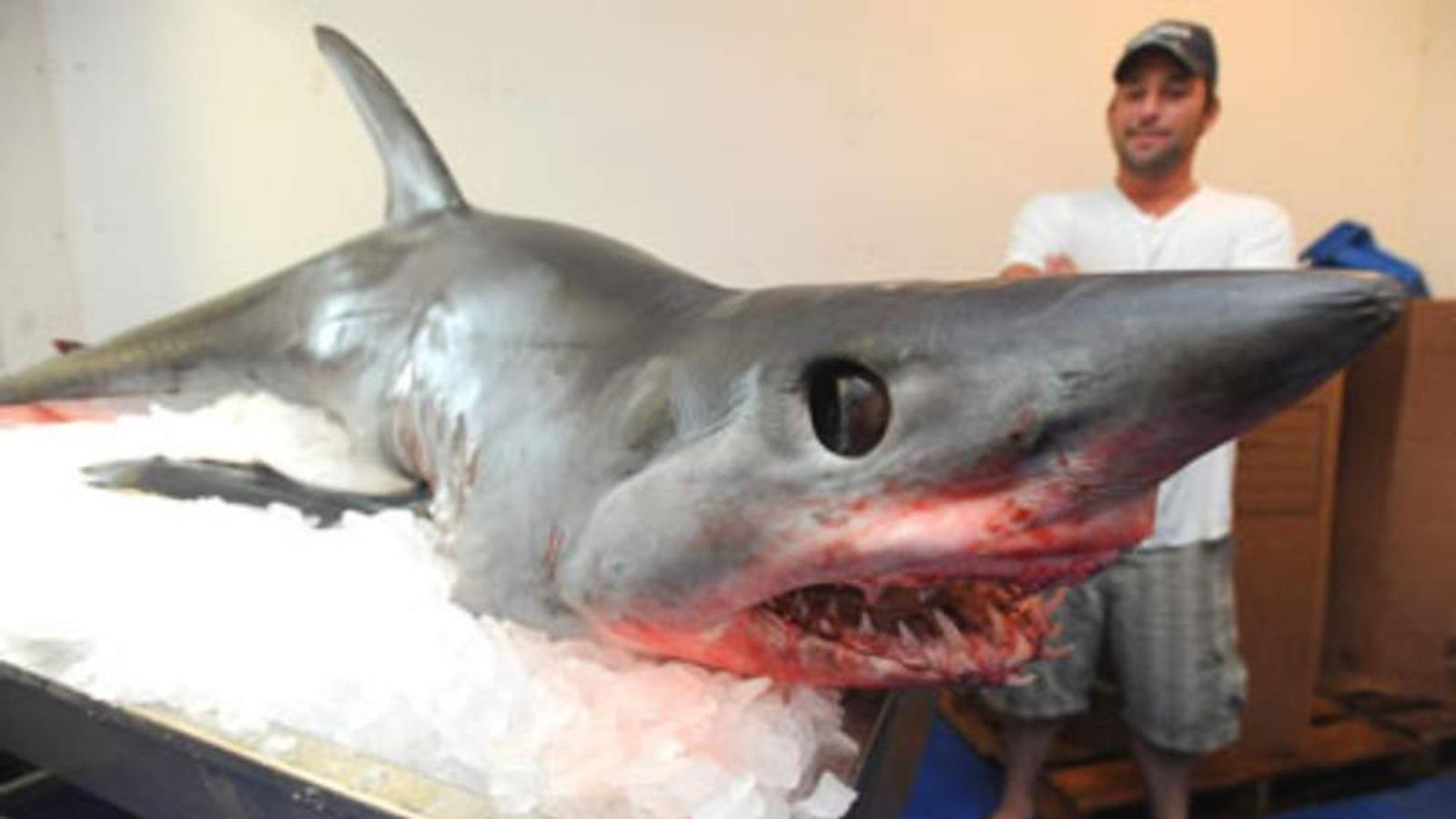 Flying Mako Shark Lands In Fishing Boat Scoop News Sky News