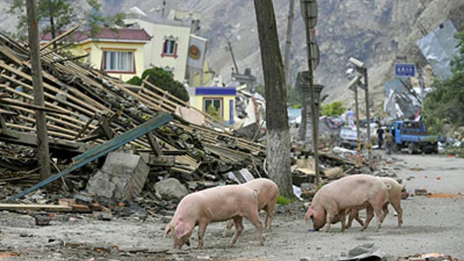 China Clones Sichuan Earthquake 'Hero' Pig | Scoop News | Sky News