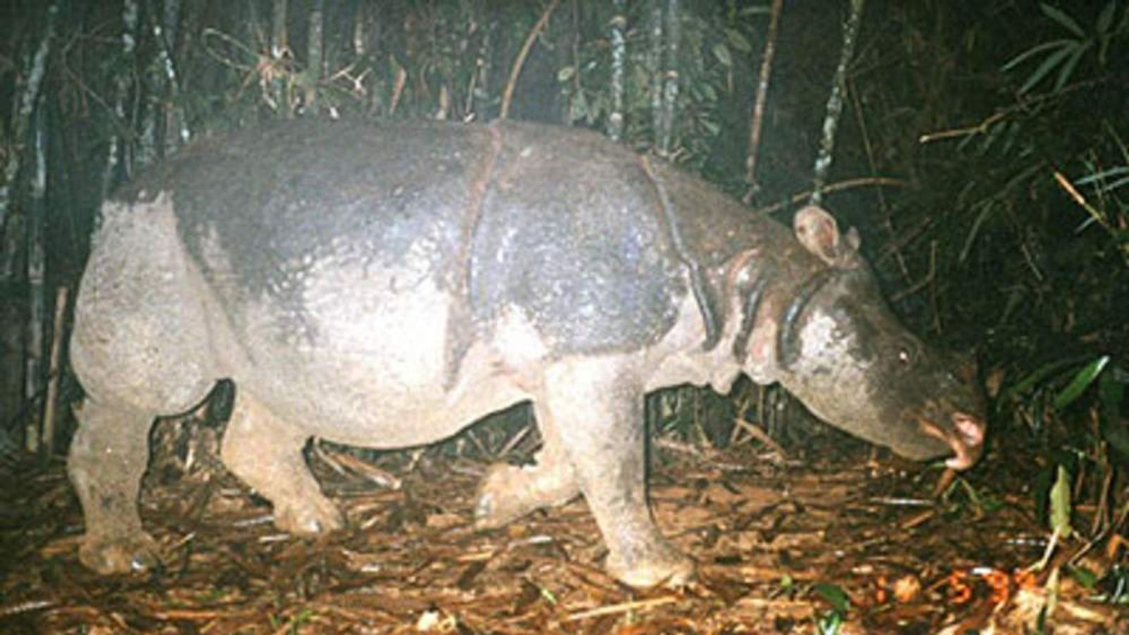 Javan Rhinos Officially Extinct In Vietnam | World News | Sky News