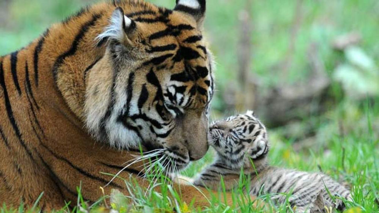 Sumatran Tiger Cubs Emerge From Their Den | UK News | Sky News