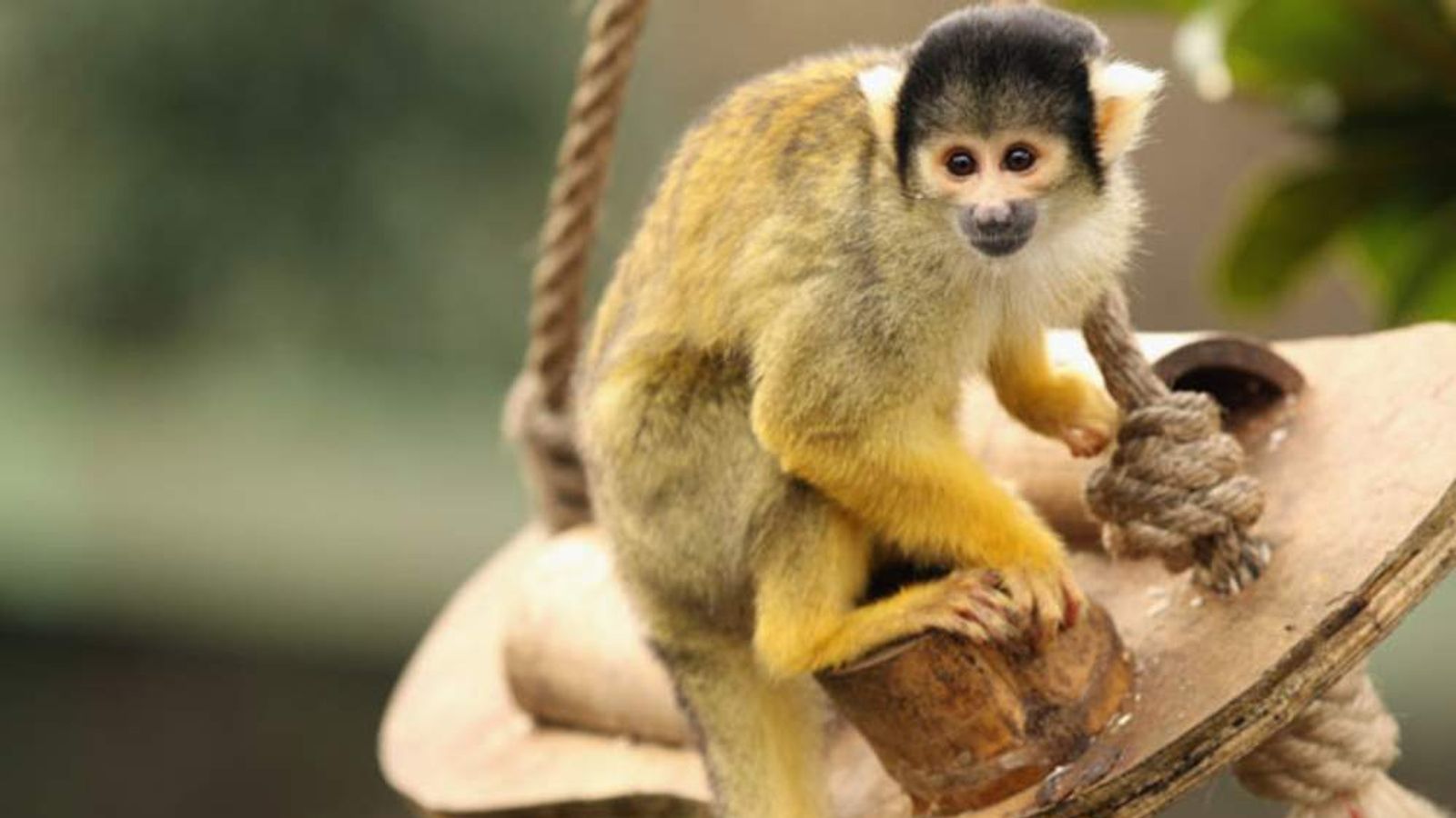 Stolen Monkey Banana-Sam Found Safe And Well | Scoop News | Sky News