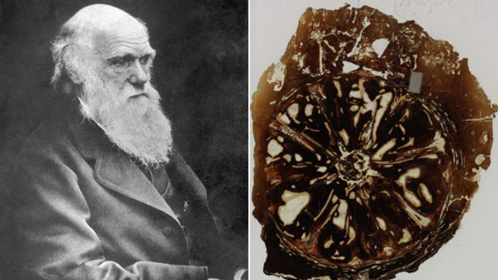 Darwin's Lost Fossils Found In Desk Drawer Scoop News Sky News