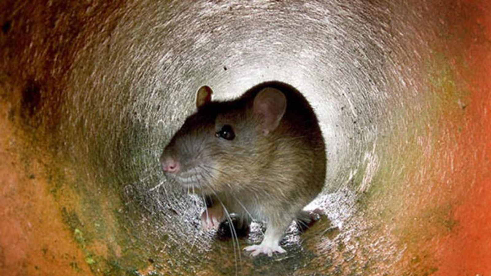 Probe Launched After 'Rat Attacks NHS Patient' UK News Sky News