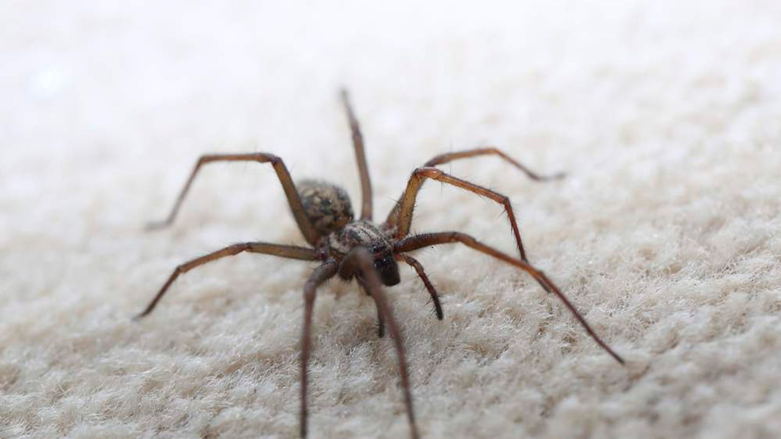 Spider On Pillow Among 'Trivial' 999 Calls | Scoop News | Sky News