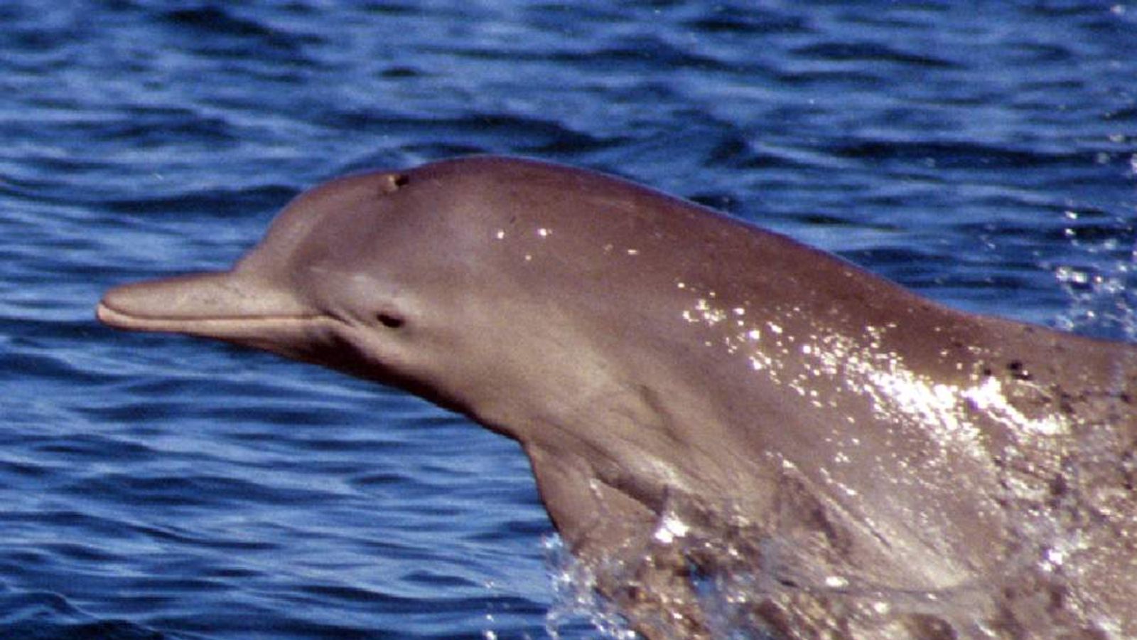 New Species Of Dolphin Found In