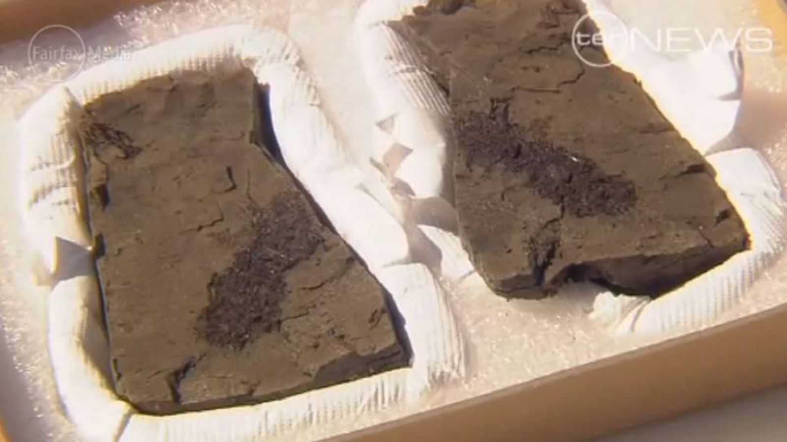 Rare Fossils Found On Brisbane Building Site World News Sky News
