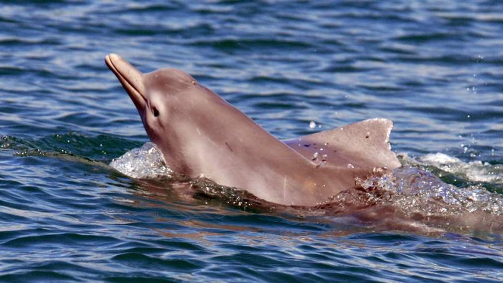 New Species Of Dolphin Found In